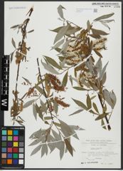 Foto von Salix alba L.